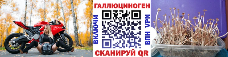 Псилоцибиновые грибы Psilocybine cubensis  Вязники 